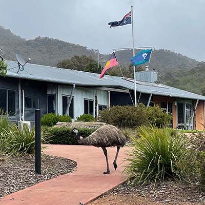 Emu wondering through Birrigai